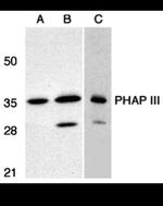 PHAP III Antibody in Western Blot (WB)
