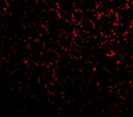 PHAP I Polyclonal Antibody