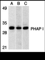 PHAP I Antibody in Western Blot (WB)