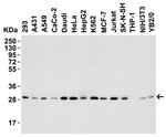PHAP I Antibody in Western Blot (WB)