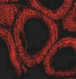 Bcl-G Polyclonal Antibody