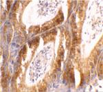 Bcl-G Antibody in Immunohistochemistry (IHC)