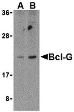 Bcl-G Antibody in Western Blot (WB)