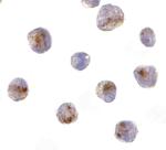 CARD8 Polyclonal Antibody