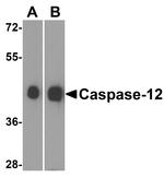 Caspase 12 Polyclonal Antibody