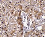 Caspase 12 Polyclonal Antibody