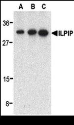 ALS2CR2 Antibody in Western Blot (WB)