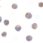 TICAM2 Polyclonal Antibody