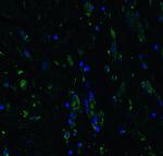 ACE2 Antibody in Immunohistochemistry (PFA fixed) (IHC (PFA))
