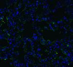 ACE2 Antibody in Immunohistochemistry (PFA fixed) (IHC (PFA))