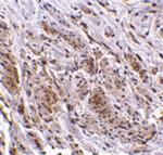 TRIM5 gamma Polyclonal Antibody