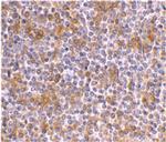 APOBEC3G Polyclonal Antibody