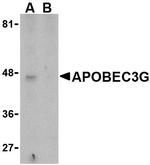 APOBEC3G Antibody in Western Blot (WB)