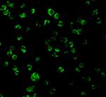 TLR10 Polyclonal Antibody