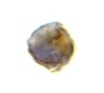 TLR8 Polyclonal Antibody