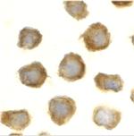 TLR11 Polyclonal Antibody