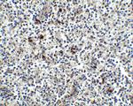MD-2 Polyclonal Antibody