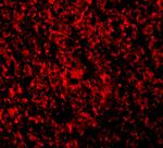 ARMER Polyclonal Antibody