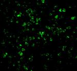 XAF1 Polyclonal Antibody