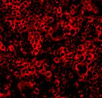 Caspase 4 Polyclonal Antibody
