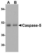 Caspase 5 Polyclonal Antibody