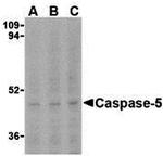 Caspase 5 Antibody in Western Blot (WB)