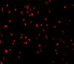 Caspase 5 Antibody in Immunocytochemistry (ICC/IF)