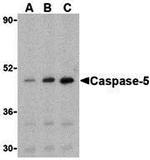 Caspase 5 Antibody in Western Blot (WB)