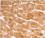 Caspase 1 Polyclonal Antibody