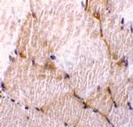 Caspase 7 Polyclonal Antibody