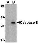 Caspase 8 Polyclonal Antibody