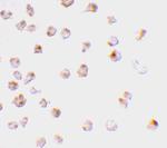 MCL-1 Polyclonal Antibody