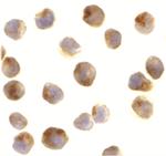 Raptor Polyclonal Antibody