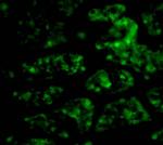 CTRP1 Polyclonal Antibody