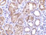CTRP1 Antibody in Immunohistochemistry (IHC)