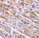 CTRP3 Polyclonal Antibody