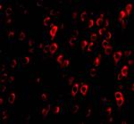 CTRP4 Polyclonal Antibody