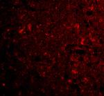 CTRP4 Antibody in Immunohistochemistry (IHC)