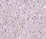 CTRP4 Polyclonal Antibody