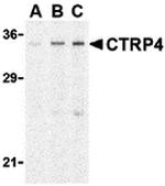 CTRP4 Antibody in Western Blot (WB)