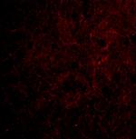 CTRP6 Polyclonal Antibody