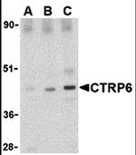 CTRP6 Antibody in Western Blot (WB)