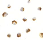 CTRP7 Polyclonal Antibody