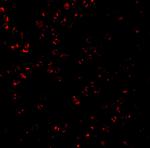CTRP7 Antibody in Immunocytochemistry (ICC/IF)