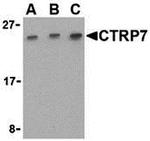 CTRP7 Antibody in Western Blot (WB)