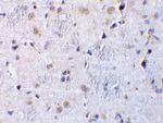 CTRP7 Polyclonal Antibody