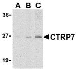 CTRP7 Antibody in Western Blot (WB)