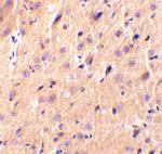 Precerebellin Polyclonal Antibody