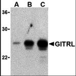 GITRL Antibody in Western Blot (WB)