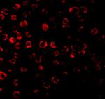 TRAF3 Polyclonal Antibody